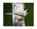 1209 black-crested titmouse